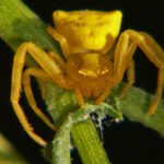 Araña Amarilla