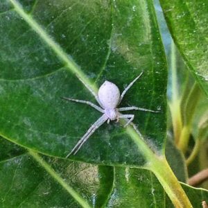 Araña Blanca