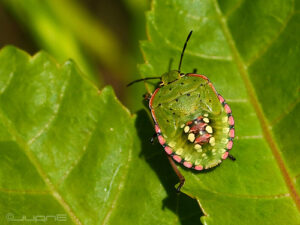 chinche verde