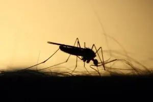 plaga de mosquitos