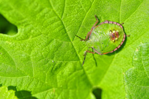 chinche verde