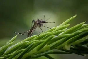 plaga de mosquitos