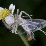 Araña Blanca