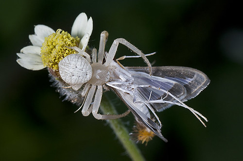 Araña Blanca