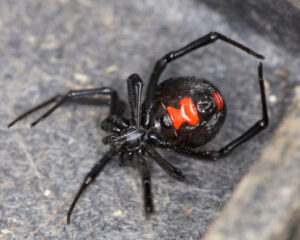 Latrodectus mactans