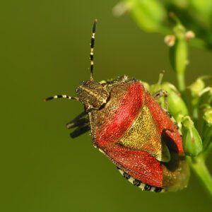 Pentatomidae