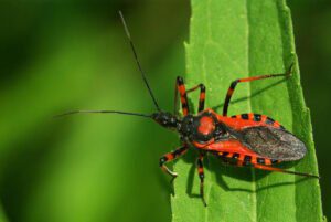 Reduviidae Chinche o Besucona 2