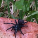 Araña australiana