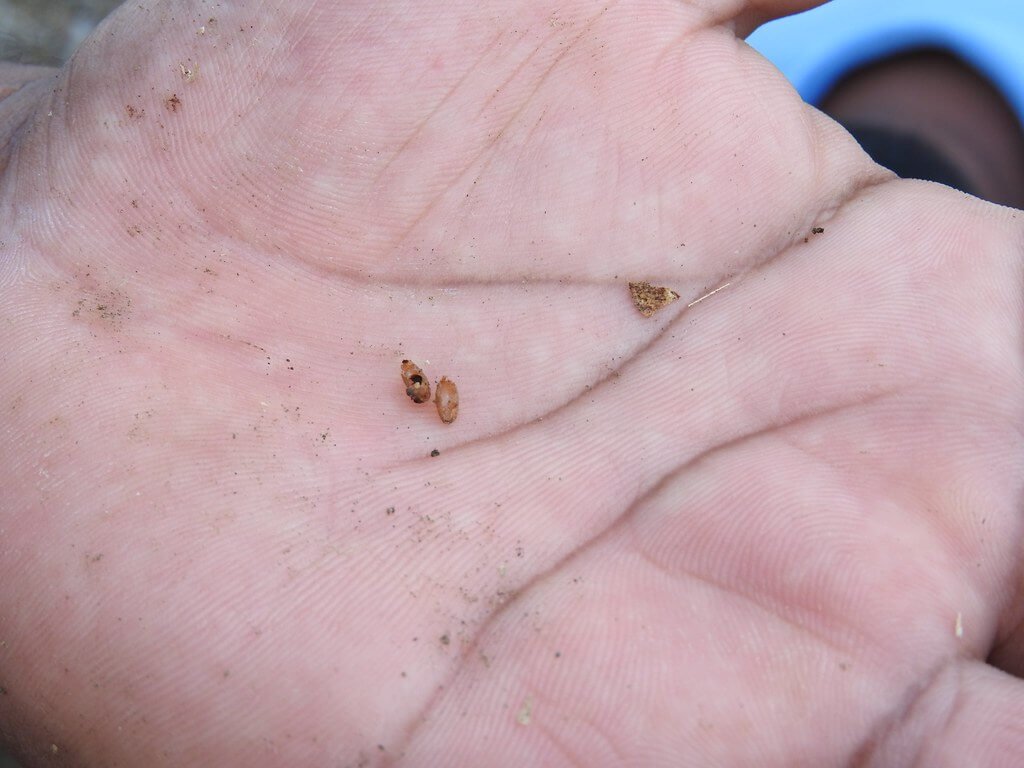bichos pequeños en casa