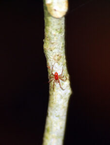 araña roja