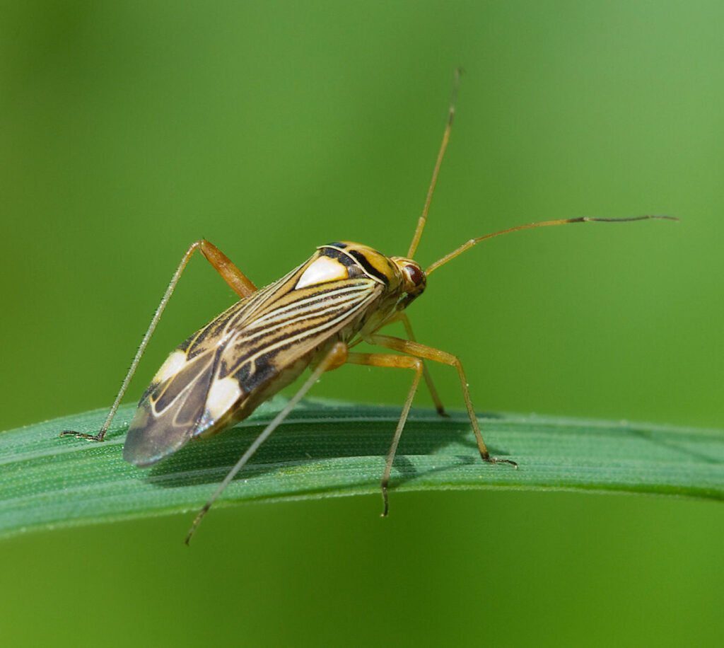 familia miridae chinche